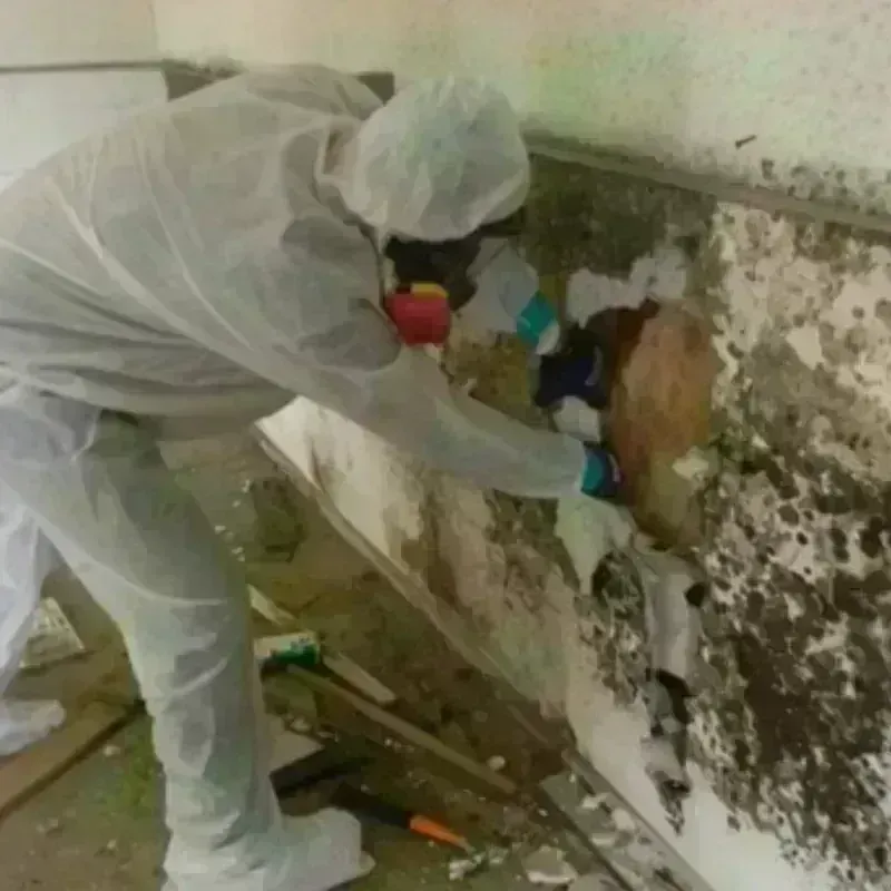 Mold Remediation and Removal in Highland Heights, OH